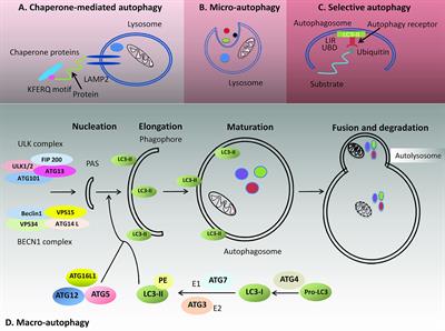 Multiple Facets of Autophagy and the Emerging Role of Alkylphosphocholines as Autophagy Modulators